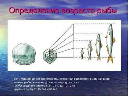 Как узнать возраст рыбы