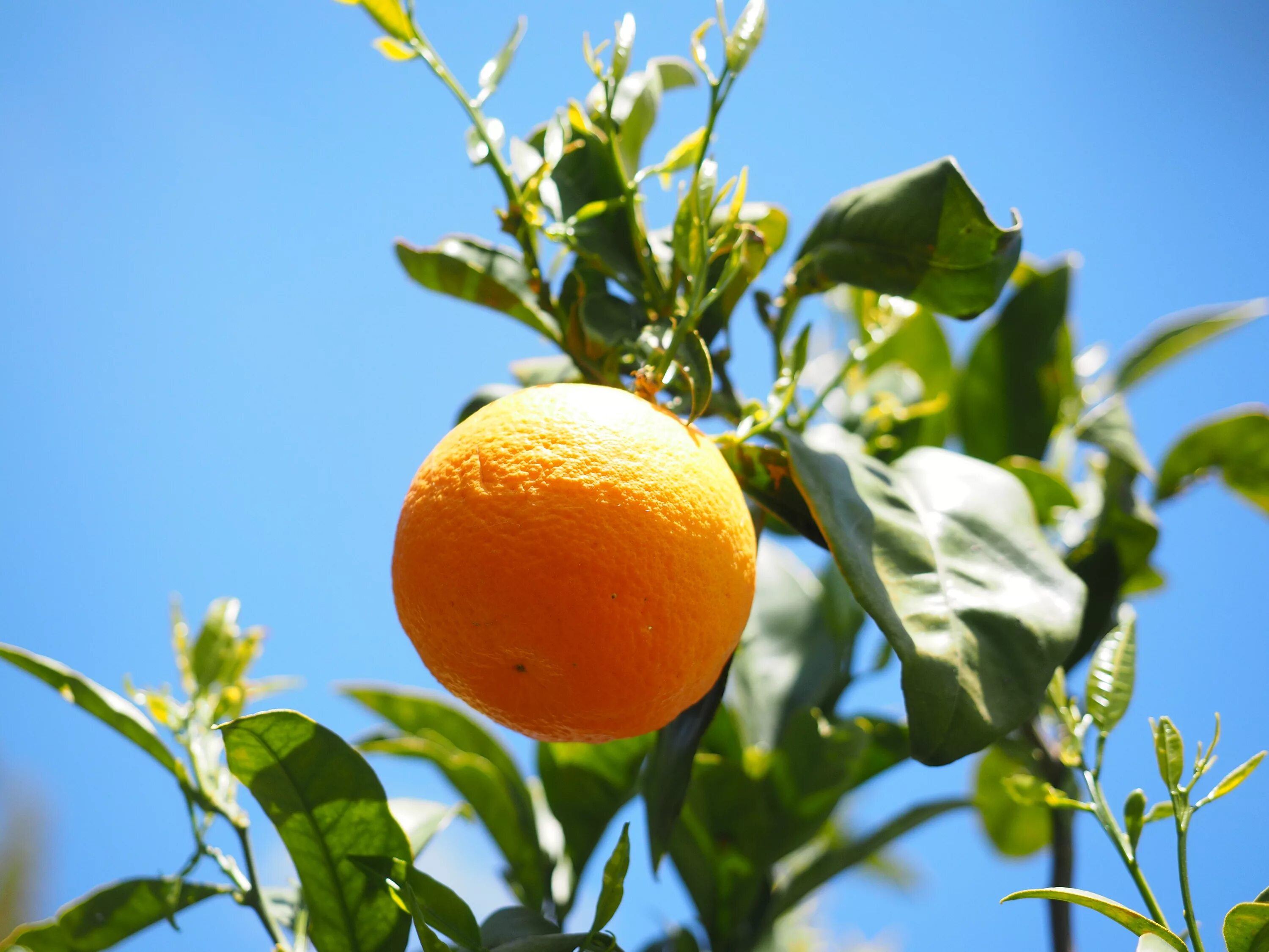 Апельсин (Citrus sinensis). 2. Апельсин Citrus sinensis. Померанец гранатина. Bush Тропикал цитрус. Апельсин новые слова