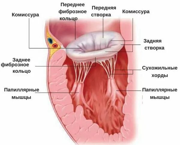 Наличие хорды у человека. Строение створок митрального клапана. Анатомия створок митрального клапана. Хорды митрального клапана анатомия. Задняя створка митрального клапана.