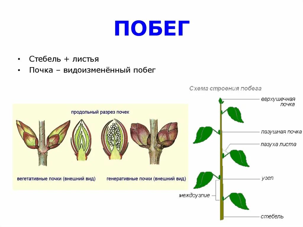 Строение побега ботаника. Ботаника побег лист стебель. Побег строение побега. Побег стебель почки. Видоизмененный генеративный побег