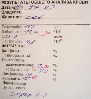 Если принимал антибиотики можно сдавать анализы