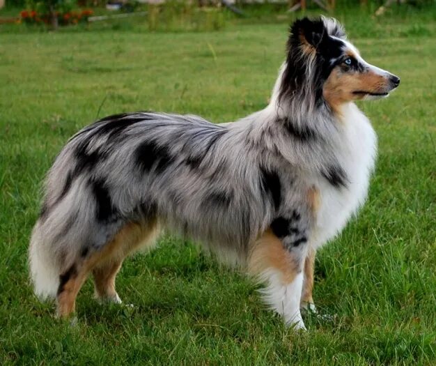 услада из графского поместья. лаки смайл питомник шелти. шелти. шелти блю мерль фото. шелти блю айс из графского поместья.