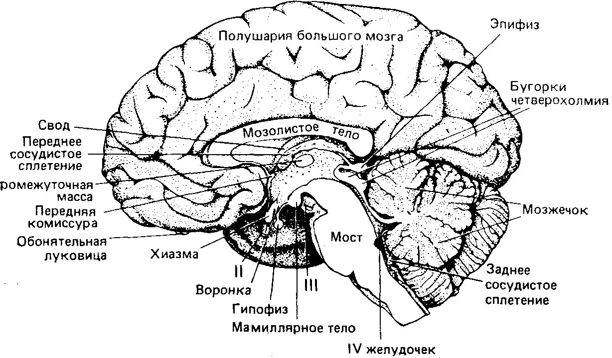 Рассмотрите рисунок с изображением мозга человека. Отделы головного мозга человека схема. Структура отделов головного мозга схема. Строение головного мозга спереди. Строение головного мозга человека ЕГЭ.