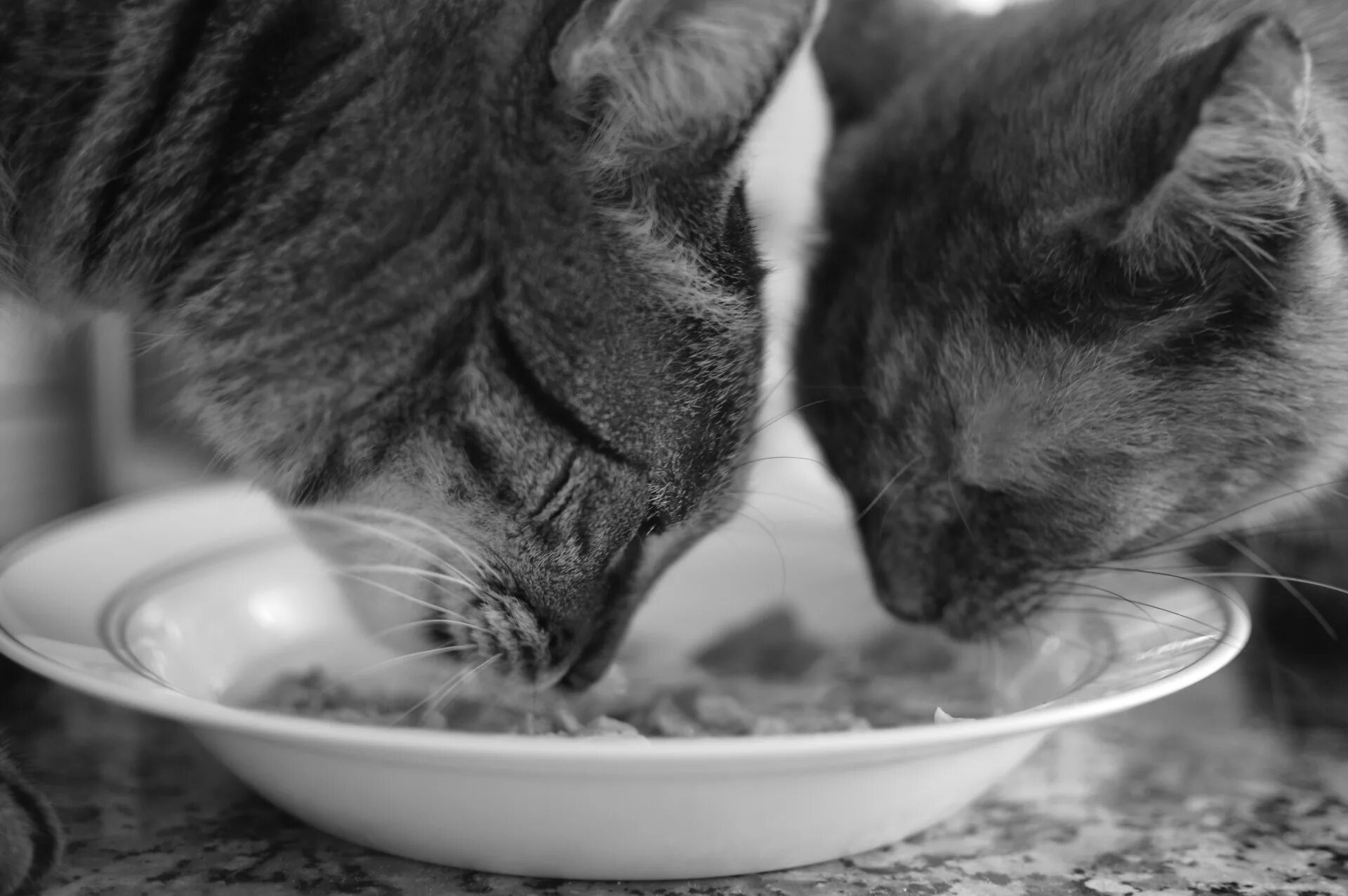 Кошка перестала кушать. Кошка кушает. Котик ест. Еда для кошек. Кошка ест корм.