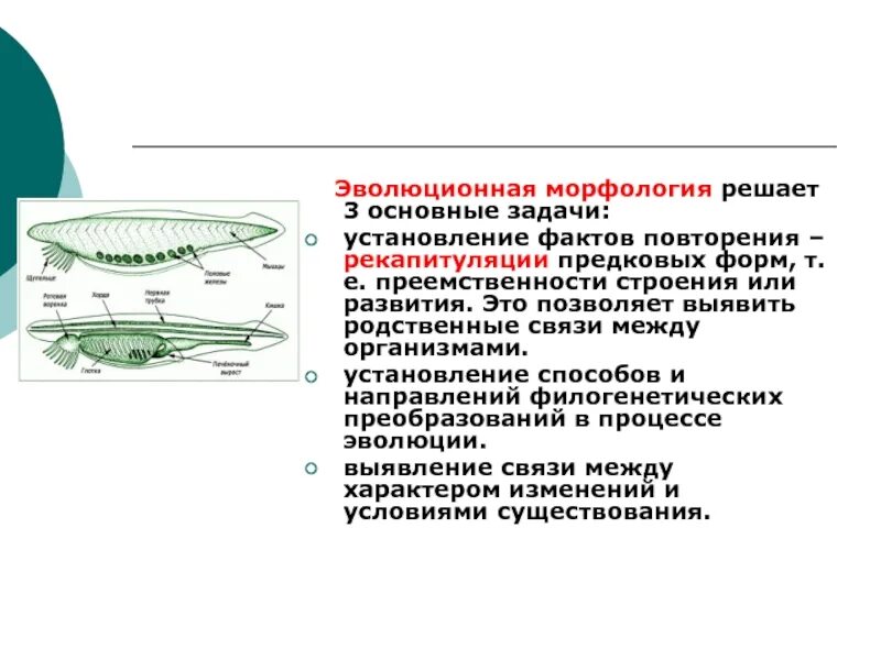 Методы изучения филогенеза. Эволюционная морфология задачи методы. Задачи эволюционной морфологии. Методы эволюционной морфологии. Методы исследования эволюционной морфологии.