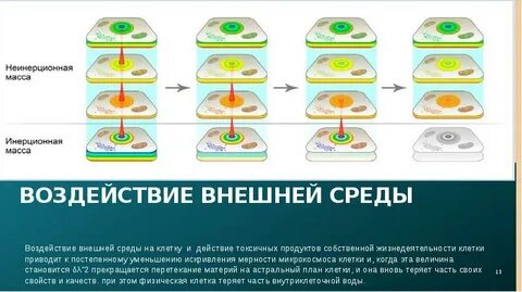 Клетку от внешних воздействий защищает