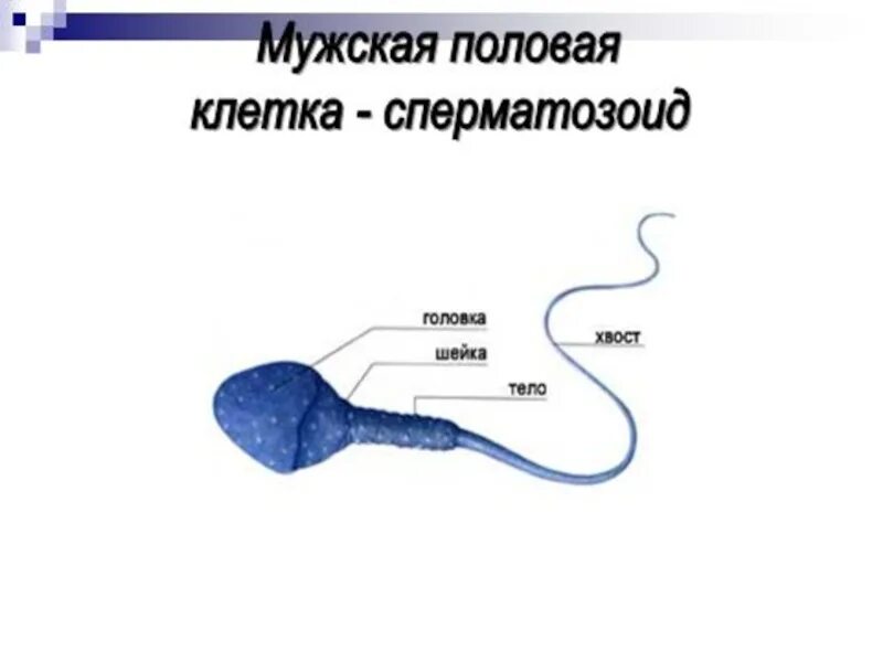 Сколько живут спермотоксикоз