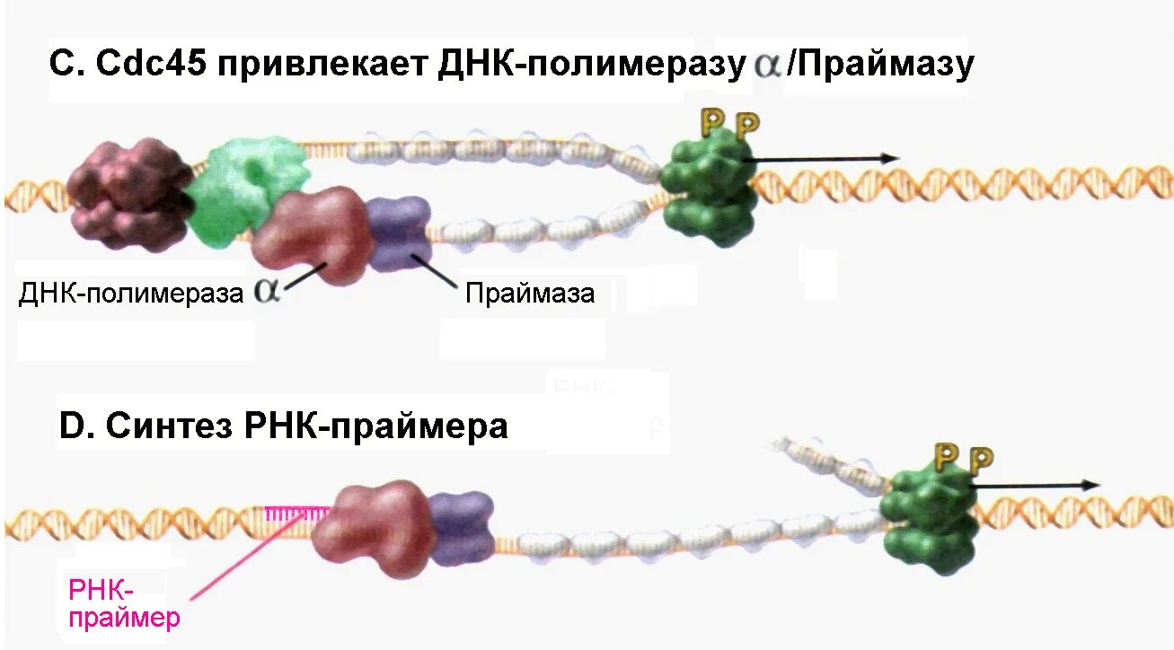 ДНК полимераза и праймаза. Фермент праймаза. ДНК-полимераза α. ДНК полимераза Синтез РНК праймеров.