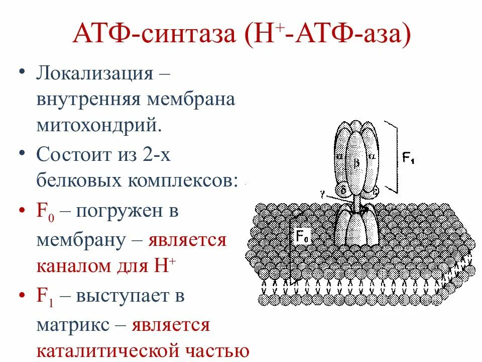 Строение АТФ синтазного комплекса. АТФ синтаза механизм функционирования. АТФ синтетаза функции. АТФ синтазный комплекс митохондрии.