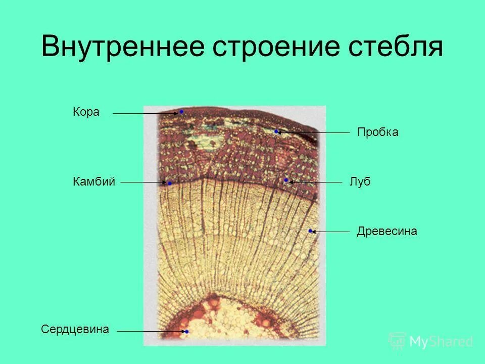 ткани образующие кору