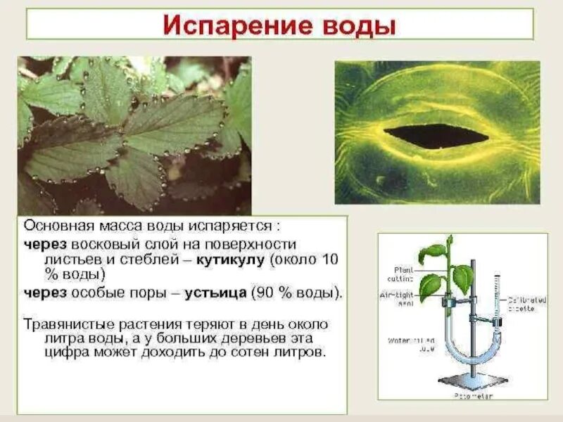 Какую функцию выполняет вода в растении. Испарение воды растениями 6 класс биология. Испарение воды листьями 6 класс биология. Биология 6 класс испарение воды растениями листопад. Транспирация листьев устьица.