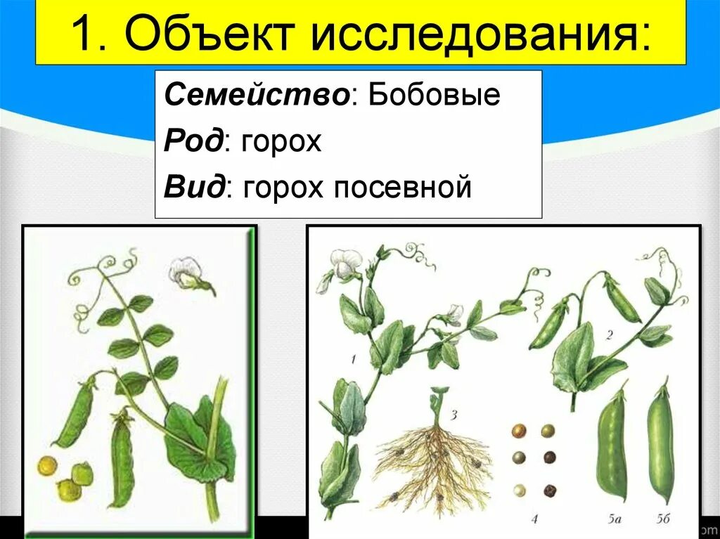 Горох посевной семейство. Семейство бобовые горох. Классификация растений горох посевной. Систематика гороха посевного.