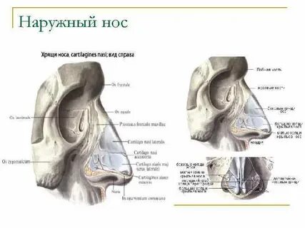 Носовая поверхность латынь