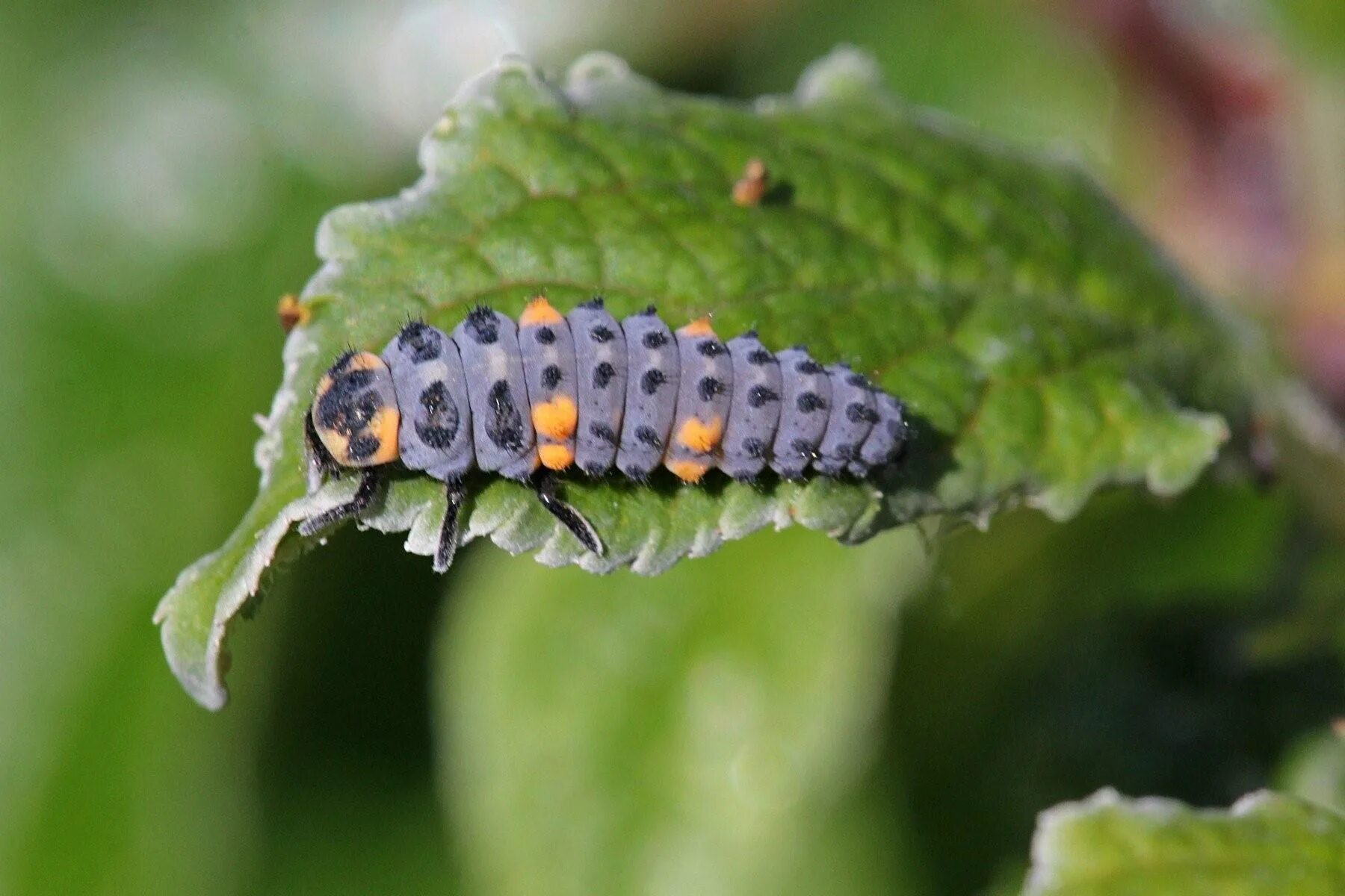 Семиточечная коровка личинка. Coccinella septempunctata (коровка семиточечная). Семиточечная коровка личинка. Семиточечная коровка личинка. Семиточечная божья коровка личинка.