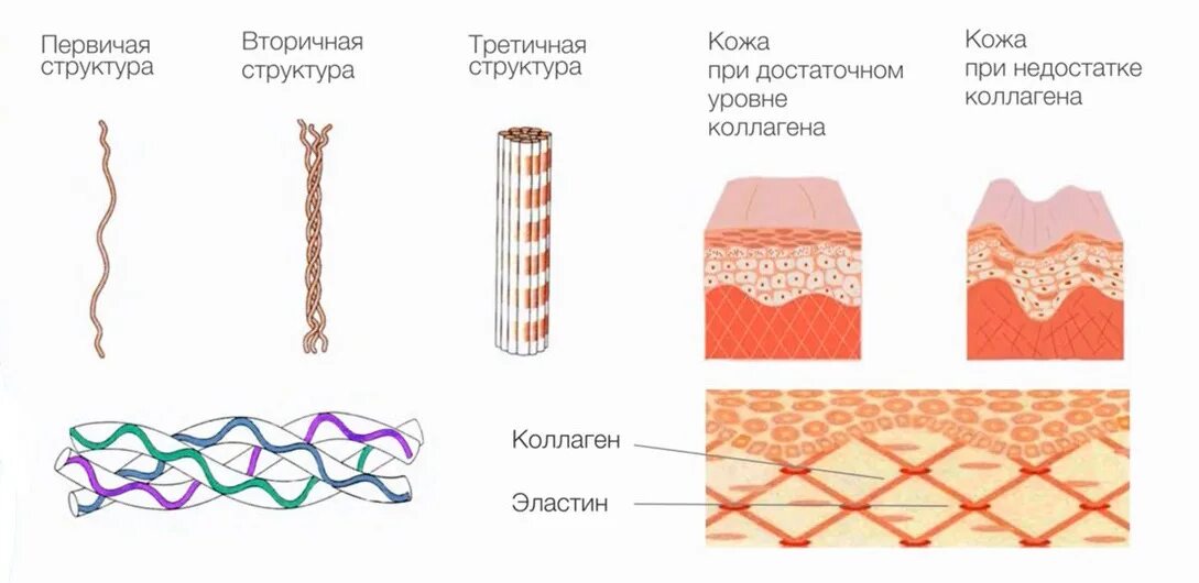 Коллагеновые волокна. Строение кожи коллаген эластин. Коллагеновые волокна соединительной ткани. Коллаген тканей. Эластиновые волокна соединительной ткани.