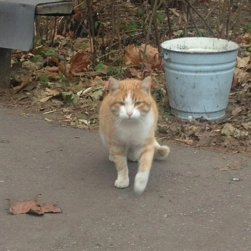 Рыжий кот песня слушать. Кот мурлыка (кис-кис, мяу). рыжий кот мурлыка. рыжий кот мяу.