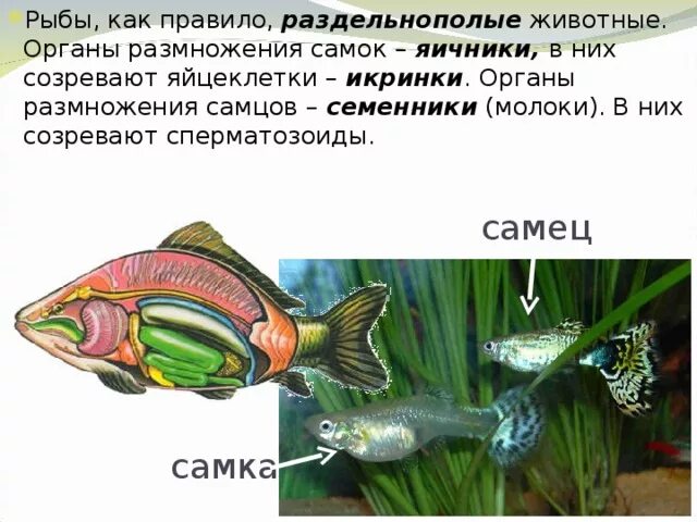 Рыбы тип оплодотворения
