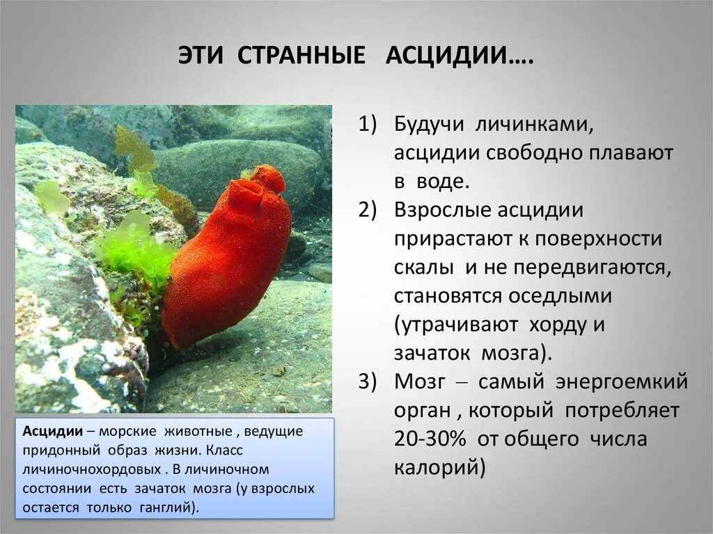 Сообщение о личиночно хордовых
