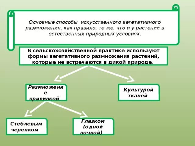 Способы искусственного вегетативного размножения. В практике сельского хозяйства широко используются. Какие животные широко используются в хозяйстве и как. Химия в сельском хозяйстве проект. Полиплоидия применяется в селекции.