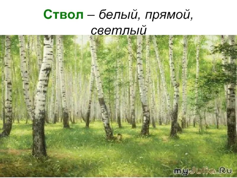 Березовая роща определение. Растительность берёзовой Рощи. Растения которые растут в березовой роще. Сообщение о Березовом лесу. Березовая роща растительный мир.