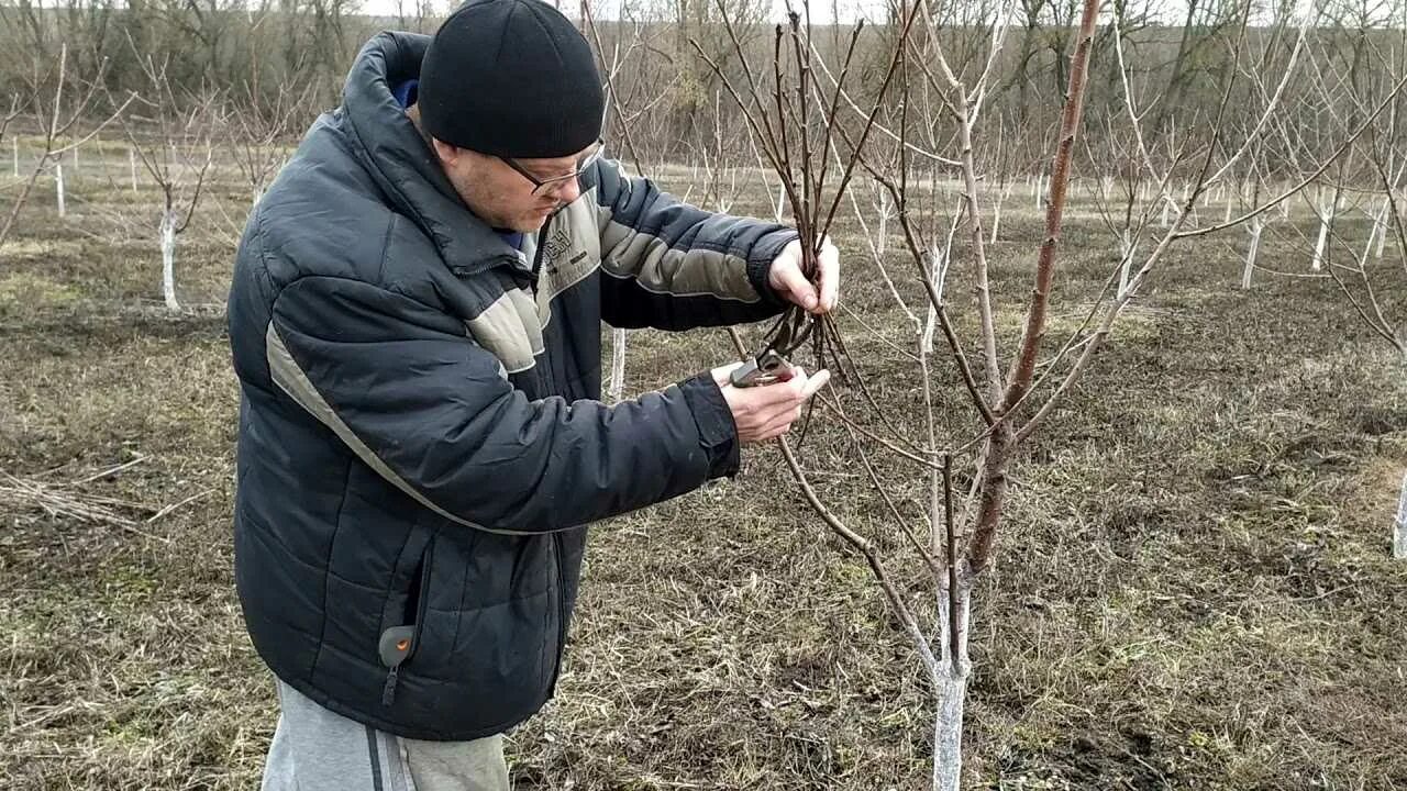 Обрезают ли сливу. Весенняя обрезка черешни 2 года. Обрезка плодовых веток черешни. Обрезка черешни весной 4 года. Кронирование черешни.