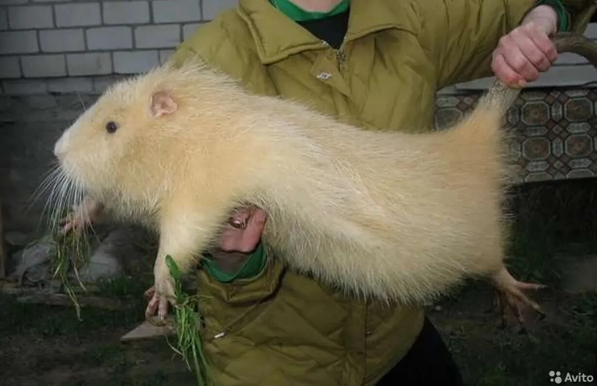 Животное похожее на большую крысу. Ондатра альбинос. Нутрия белая большая. Нутрия большая крыса. Нутрия крыса.