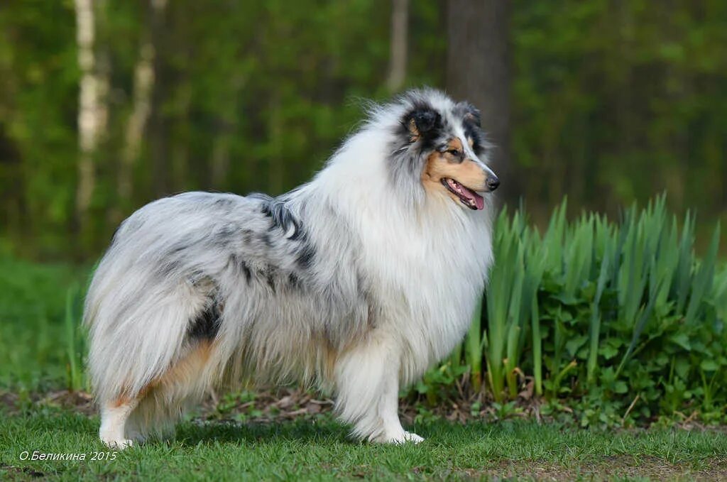 Колли шелти. Шелти. Шотландская овчарка шелти и колли. 3 шелти. Мини колли шелти.