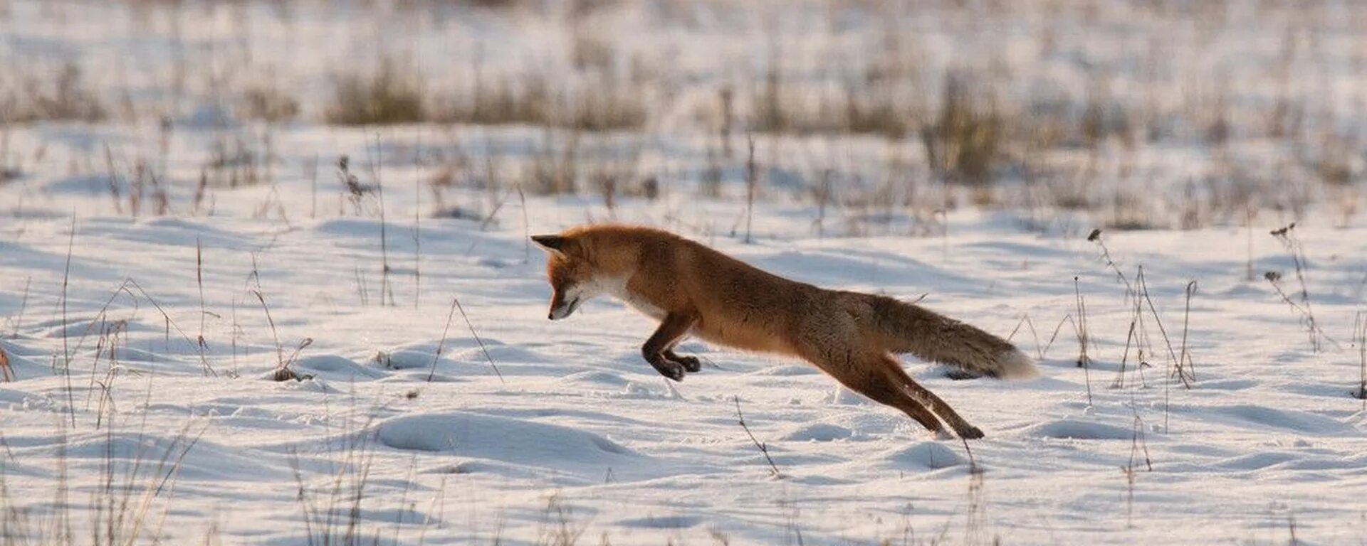 Лисица гонится за косулей скорость лисицы 11. Обыкновенная лисица мышкует. Мышкование лисы. Лиса охотится. Лиса на охоте.