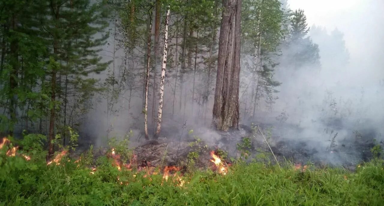 Хвойный пожар. Пожар в Сосновом лесу. Пожар в хвойном лесу. Пожар хвойных лесов. Хвойные леса горят.