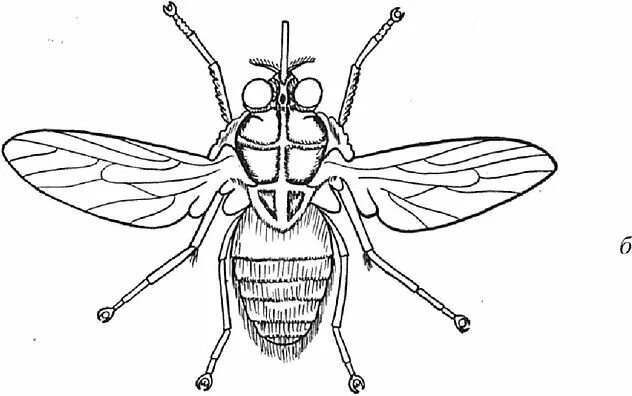 Крылья мухи схема. Двукрылые строение крыльев. Отряд Двукрылые (Diptera). Строение крыльев двукрылых насекомых. Двукрылые насекомые пчелы.