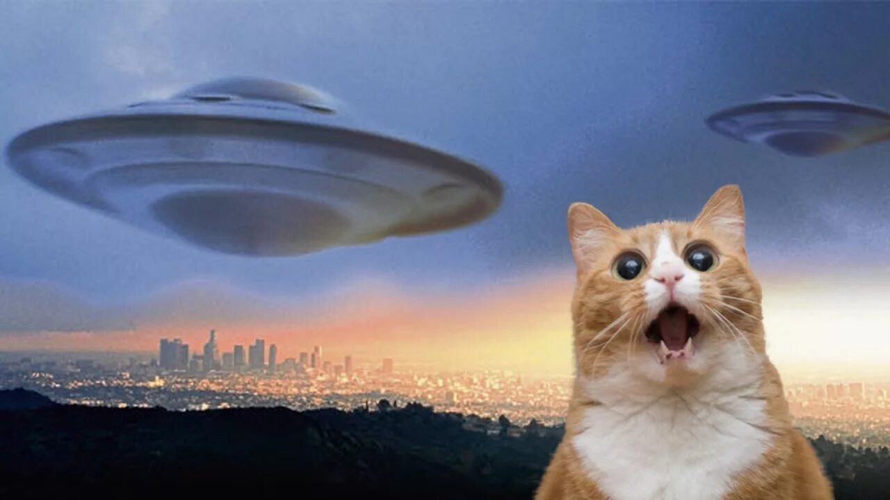 Инопланетяне мем 2025 кот Pin by Suzanne Koopman on TOO FUNNY 4 Funny cat memes, Funny cats, Cat memes
