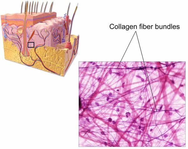 Коллаген живота. Коллагеновые волокна соединительной ткани. Коллагеновые волокна состоят из. Соединительная ткань коллаген и эластин. Соединетельная ткань из колагеннов.