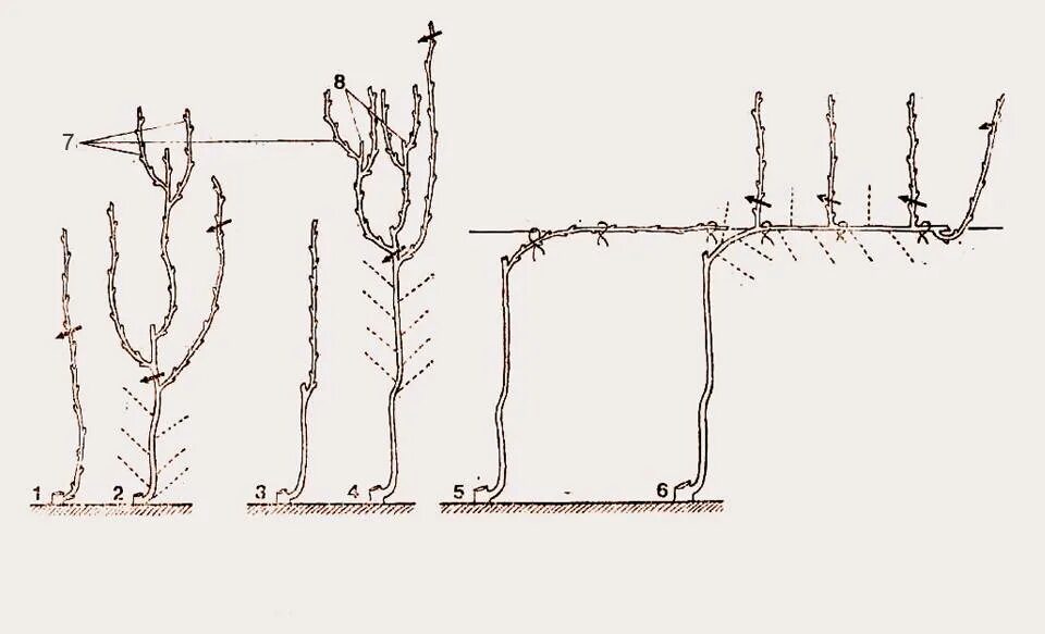Правильно обрезать виноград весной для начинающих схема. Обрезка лозы винограда весной. Формировка винограда летом. Весенняя обрезка однолетнего винограда.