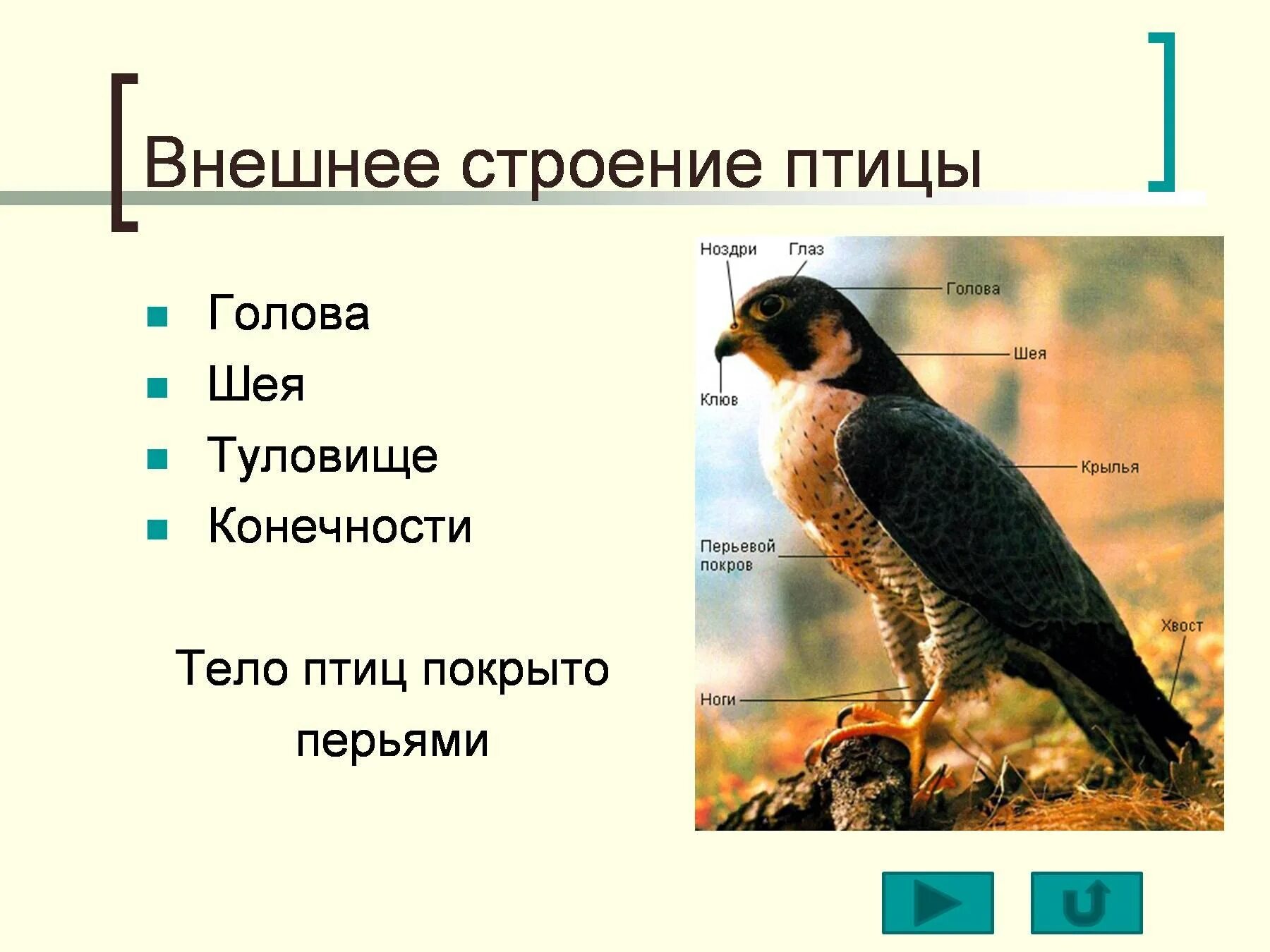 Строение птицы. Наружное строение птицы. Внешнеетстроение птицы. Внешнее строение головы птицы. Отделы тела птиц 7 класс