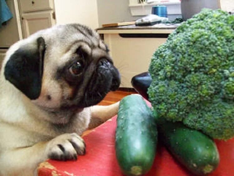 Брокколи собаке. Мопсы с едой. Мопс и овощи. Питание МОПСА. Собака брокколи.