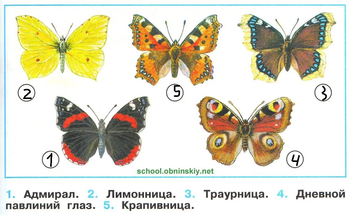 Первые бабочки весной 2 класс. Крапивница лимонница Адмирал траурница. Бабочки Адмирал лимонница траурница павлиний глаз крапивница. Бабочки Адмирал лимонница траурница павлиний глаз. Бабочки Адмирал лимонница траурница.