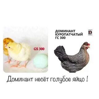 Доминант гс 300 куры описание