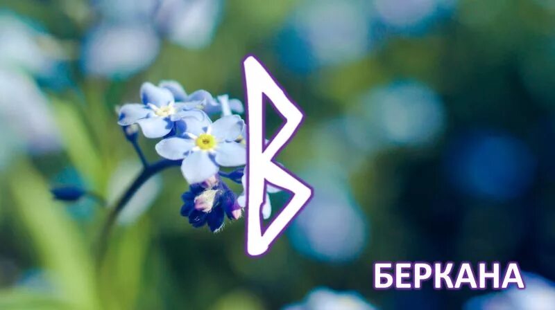 Руна беркана значение. Руна беркана. беркана береза. руна беркана на березе. беркана руна дня.
