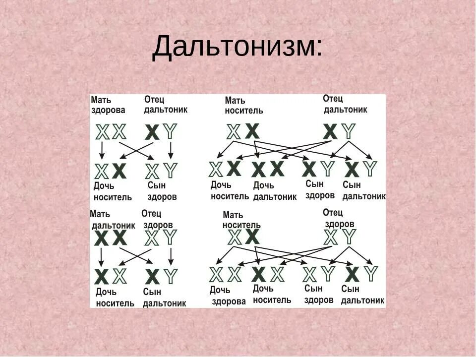 Схема наследования дальтонизма. Дальтонизм Тип наследования. Схема наследования дальтонизма у человека. Передача дальтонизма по наследству схема. Процент генов от отца и матери