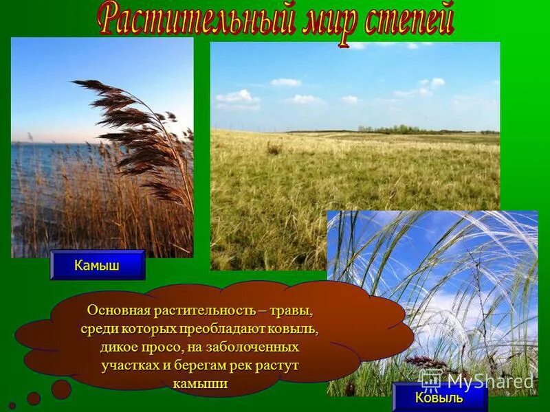 Ковыль в какой природной зоне россии. Ковыль природная зона. Камыш и ковыль. Природная зона растения ковыль. Природные зоны России ковыль.