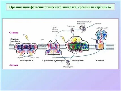 Организация аппарата