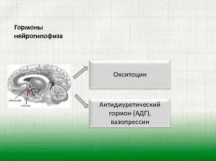 Нейрогипофиз гормоны