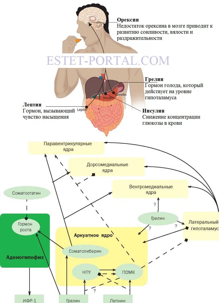 Гормон насыщения лептин. Гормон голода и гормон насыщения. Грелин гормон голода. Гормоны аппетита и голода. Гормон голода 6