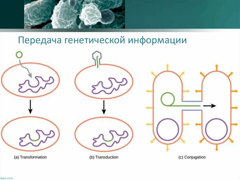 Генетика микроорганизмов. Передача генетической информации у бактерий. Передача информации в генетика схемой. Классическая схема передачи генетической информации. Наследственная информация у бактерий