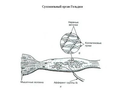 Сухожильные рецепторы являются