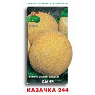 Дыня казачок