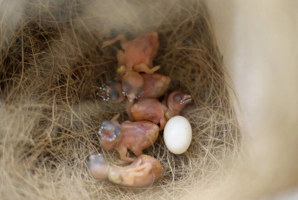 амадины гнездо для амадин. амадины размножение. японские амадины панда. птенцы амадинов зебровых. Finches.