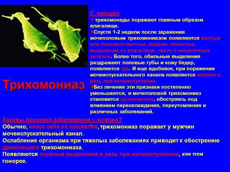 Урогенитальный трихомониаз осложнения. Трихомониаз антибиотики. Трихомониаз антибиотики. Трихомонада микробиология патогенез. Трихомониаз антибиотики.