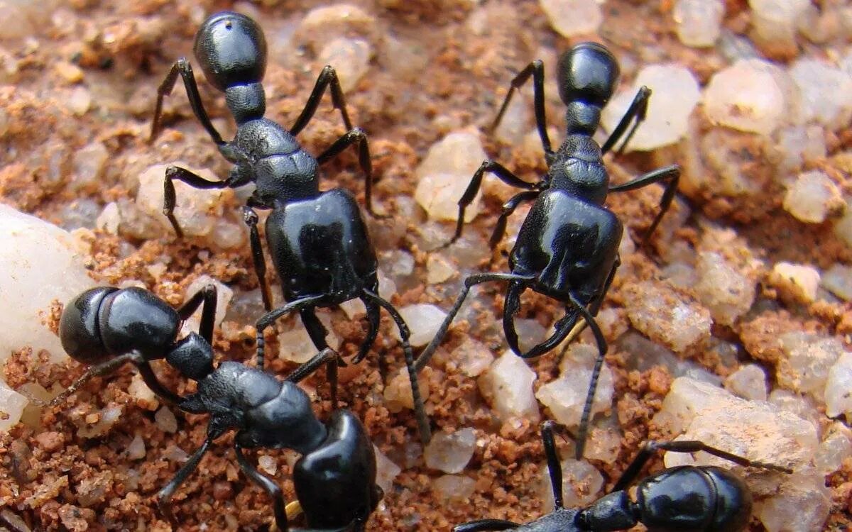 Название армейского муравья. Марабунта муравьи. Африканские кочевые муравьи. Муравей Марабунта размер. Messor structor касты.