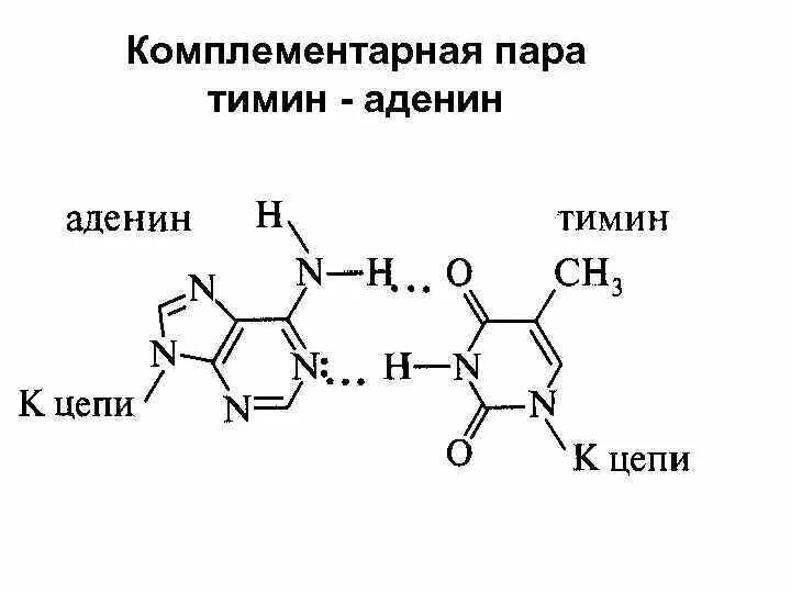 Нуклеотиды аденин тимин. Нуклеиновые кислоты аденин. комплементарная цепь тимин гуанин аденин. комплементарные пары аденин.